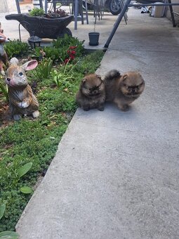 Pomeranian mini - 2