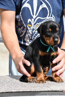Doberman - 2