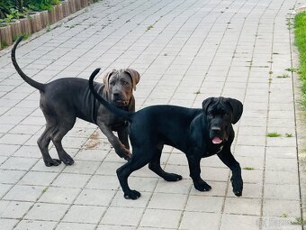 Americký bandog - 2