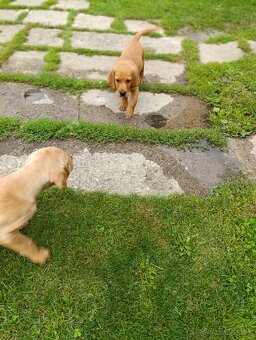 Zlaty retriver x Labrador - 2