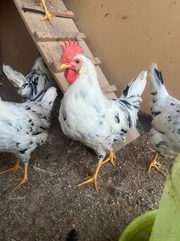 Vlaška exchequer - 2