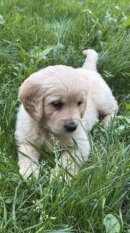 Zlatý retriever - 2