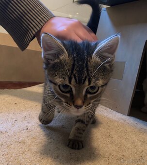 Huňate Maciatko - 2