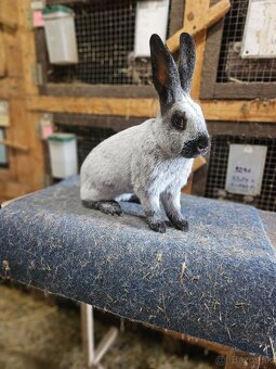 Predám králiky francúzsky strieborný - 2