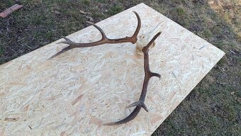 Jelenie parohy,zhody trofeje - 2