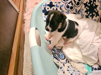 Šteniatko Staford - 2