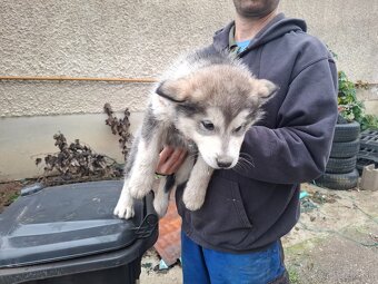 Aljašsky malamut - 2