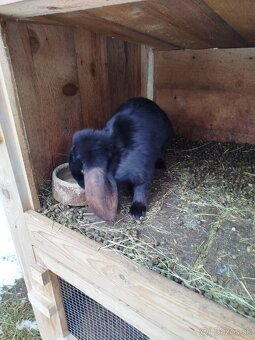 Francúzsky baran - 2