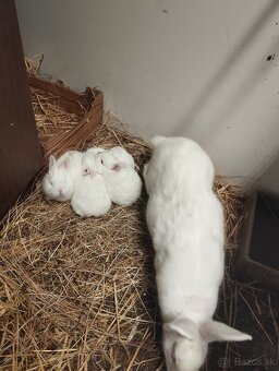 Samica s mladými - 2