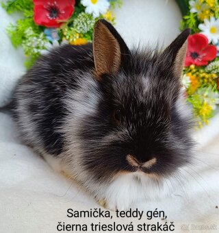 Zakrslý králik teddy gén s VP - samička - 2