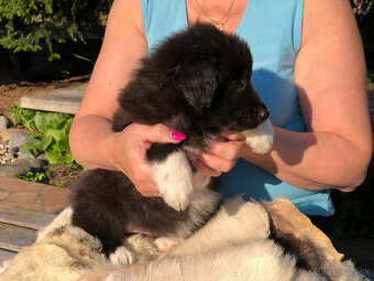 border kólia (collie, kolia) - 2