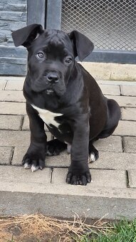 Cane Corso s PP - 2