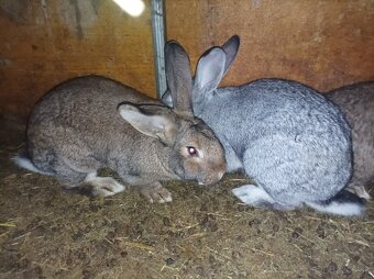 Králiky - 2