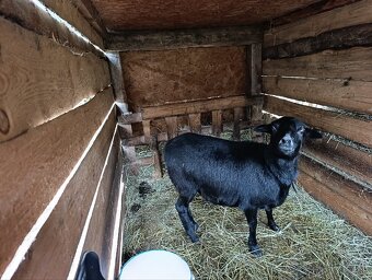 Kamerunská ovca - 2