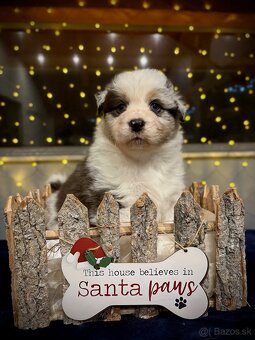 Austrálsky ovčiak s PP - 2