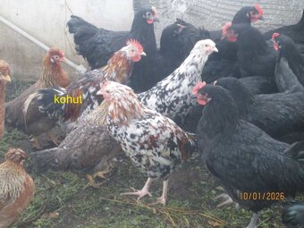 Predam kohutov - 2