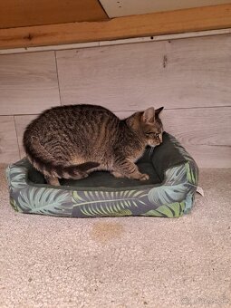 Darujem kocúrika - 2