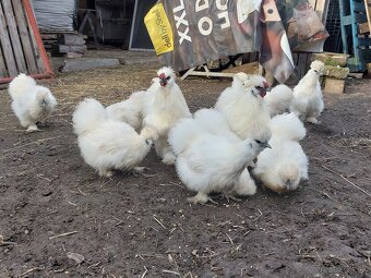 Predám hodvábničky biele veľké - 2