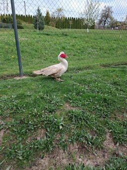 čínske kačice - 2