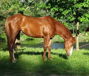 Quarter horse žrebec - 2