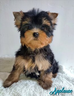 Yorkshire terrier, York - psík s rodokmeňom - 2