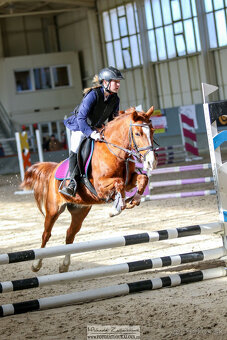 sportovní , chovná a školní pony klisna - 2