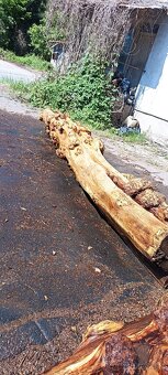 Dubové dosky agatove - 2