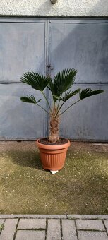 Trachycarpus Wagnerianus -13/-17°C, palma - 2