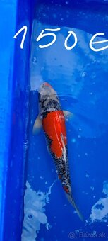 Koi Kapre - 2