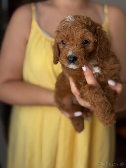 Cavapoo - 2