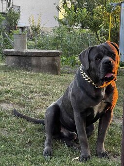 Krytie cane corso - 2