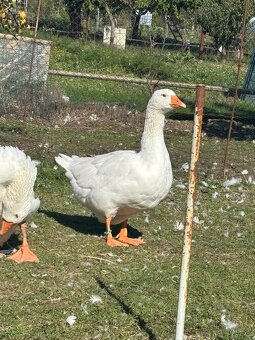 Domace biele husi - 2