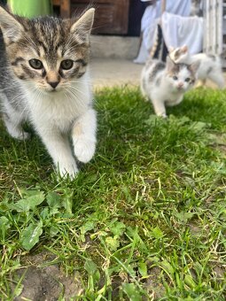 Darujeme mačiatka do dobrých rúk - 2