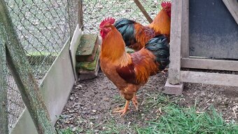 Hempšír kohúty - 2