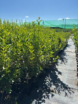 Vtáčí zob vajcovolistý - 2