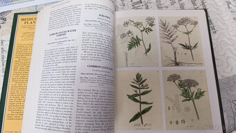 Liecive rastlkiny EN - 2