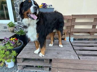 Bernsky salašnicky pes - 2