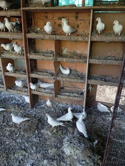 Biele poštové holuby - 2