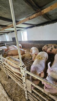 Prasata na predaj - 2