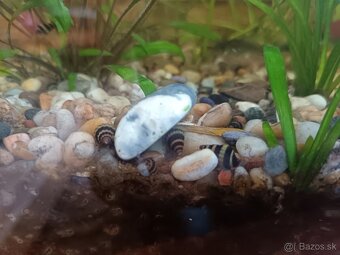 Predám Clea Helena - Helenky - 2