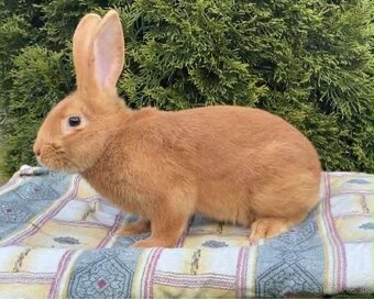 Burgundské králiky - 2