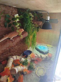 Predam mesiac stare terarium z agamami - 2