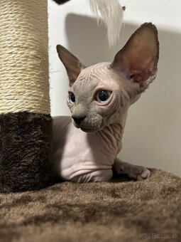 Kanadský sphynx - 2