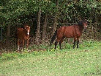 Predám pony kobylku 2rocnu - 2