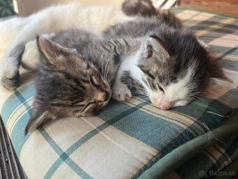 Darujem dvoch kocúrikov - 2