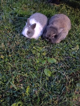 Zakrslý zajačik - 2