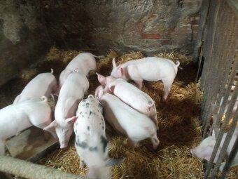 Predám odstavčatá - 2