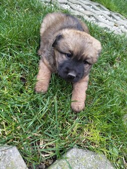 Darujem šteniatko – len do dobrých rúk - 2