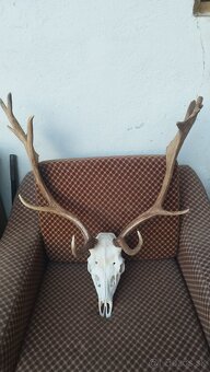 Predám trofej Daniela parožie zhody trofeje. - 2