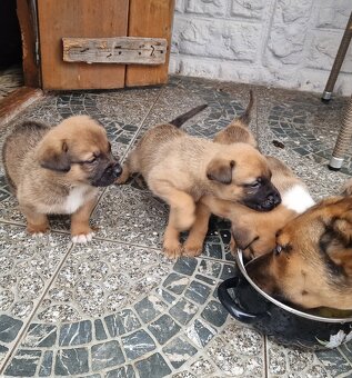 Darujem šteniatka - 2